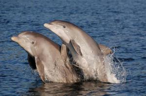 New study suggests stranded dolphins could have dementia