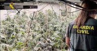 Okupa una casa en Alicante, monta una plantación de marihuana y el enganche ilegal a la red le provoca una factura de 8.000 euros a su vecino