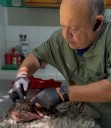 Zarigüeya víctima de maltrato en Santa Marta recibe atención urgente de Corpamag