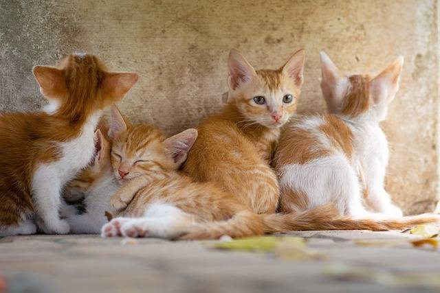 Derecho y afecto: tuición compartida de mascotas