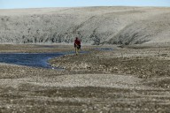 Hornless rhino roamed Canadian High Arctic 23 million years ago