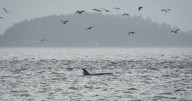 Scientists hope underwater fiber-optic cables can help save endangered orcas