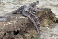 Ibanqroo llama a ciudadanía a extremar precauciones con cocodrilos de la bahía de Chetumal