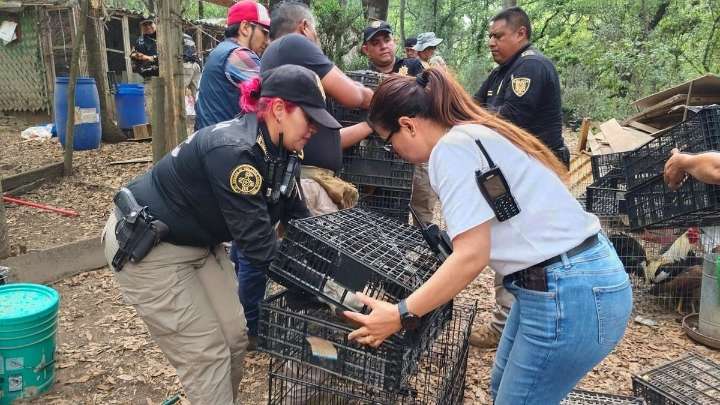 Agencia de Investigación del Delito de Maltrato o Crueldad Animal ha rescatado 222 animales en últimos meses