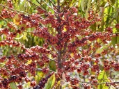 Coffee-driven deforestation is making it harder to grow coffee, watchdog group says