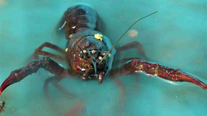 PROFEPA Decomisa Langostas y Caracol Rosado en el Arrecife “Alacranes” de Yucatán