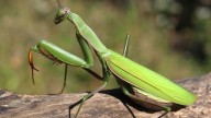 La misteriosa mantis religiosa: todos los secretos de este insecto 'alienígena'
