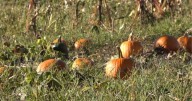 Sarah's Pumpkin Patch thrives despite drought conditions