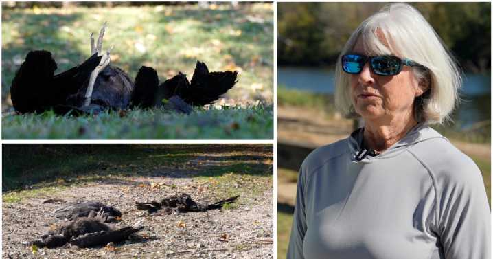 Dead vultures persist at Virginia park. State officials are now testing for avian flu.