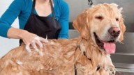 Estética canina: ¿Cada cuándo tiempo se recomienda el baño en un perro?