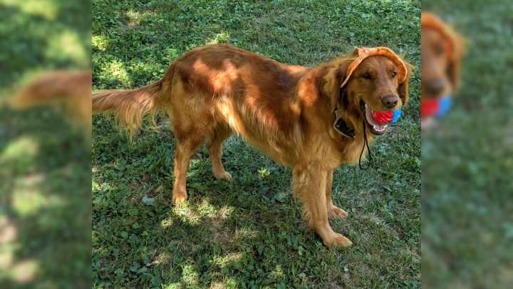 West Virginia Woman Did DNA Test For Her Dog’s Surprise Puppies, And Then She Learned Shocking Truth