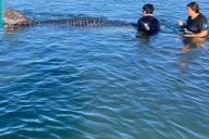 Rescatan a tiburón ballena varado frente a El Mogote