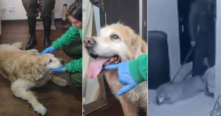 Graban a hombre golpeando a su perrita en el norte de Bogotá: Samantha fue rescatada y su agresor investigado