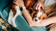 Los investigadores revelan cómo los perros deciden a su persona favorita