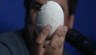 Histórico: el primer huevo de dinosaurio carnívoro de América Latina fue encontrado en Argentina