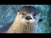 Beloved Western North Carolina river otter dies amid post