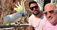 Cacatúa rebelde se va contra Preña Palma: “¡Cómo vas a tener ese animal suelto!”