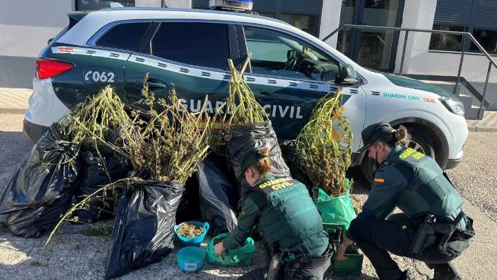 La Guardia Civil desmantela una plantación de marihuana en La Litera