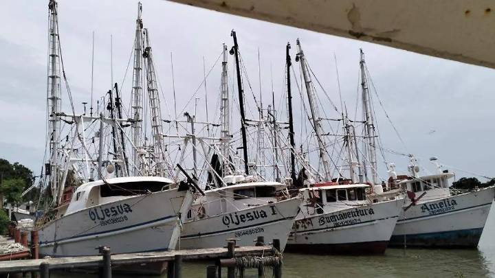 Pescadores de Tamaulipas se preparan para levantar la veda del camarón tras siete meses de inactividad
