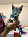 Humane Society of Truckee-Tahoe Receives City Proclamation for Pet Wellness Month