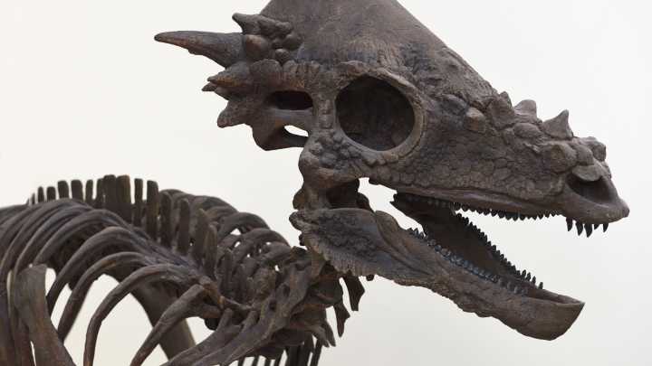 New dinosaur species discovered in Montana