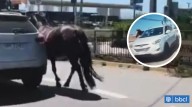 Prisión preventiva para acusado de arrastrar a yegua de apoyo emocional y faenarla en Coquimbo