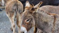 Burros, mulas y ponis, protagonistas de la Feria del Caballo Cruzado de Lorca