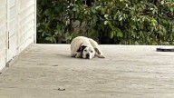 Indiana Dog Waits On The Porch For Weeks After Her Family Moves Away Without Her