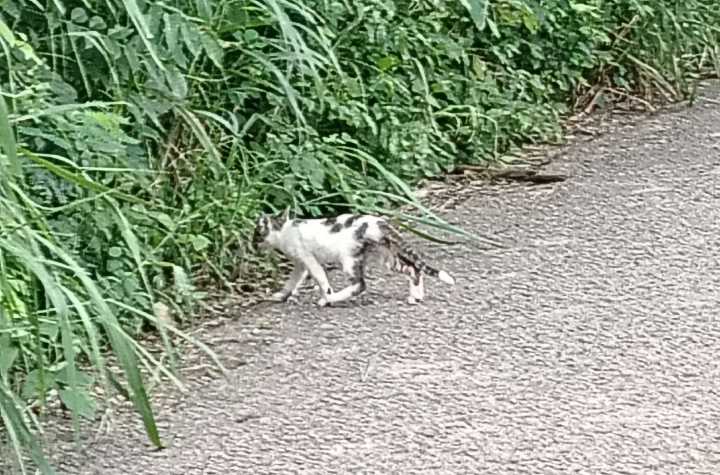 Tiradero de cachorros en Tzucacab