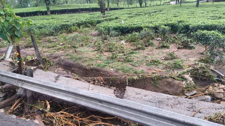 Floods Devastate Tea Gardens In North Bengal, Losses Estimated At Over Rs 100 Crore