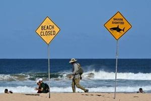 Australia fends off shark bites with new tech and old