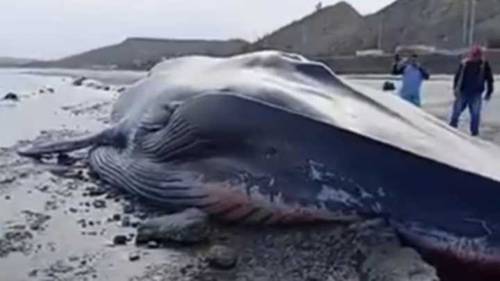 Tumbes: Ballena azul de más de 22 metros apareció muerta en playa El Rubio
