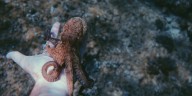 Día Internacional del Pulpo: fecha que celebra la inteligencia marina y llama la atención sobre su conservación global