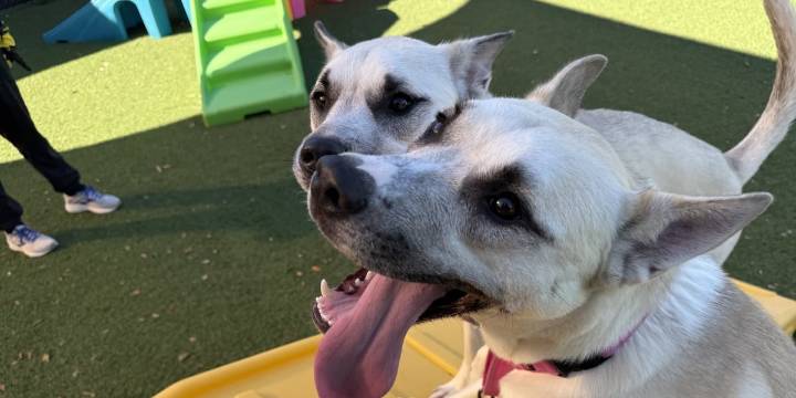 Separated dog siblings reunited at shelter after ‘one in a million coincidence’