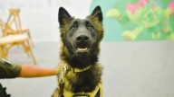 Hay vínculo entre maltrato animal y violencia social: especialista