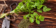 ¿Qué pasa si el cilantro florece y su flor es comestible? 