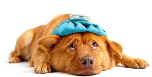 ¿Los animales pueden tener migraña?