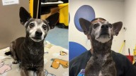 Dog Returned To Texas Shelter After 12 Years Shakes With Fear Until He Sees A Familiar Face