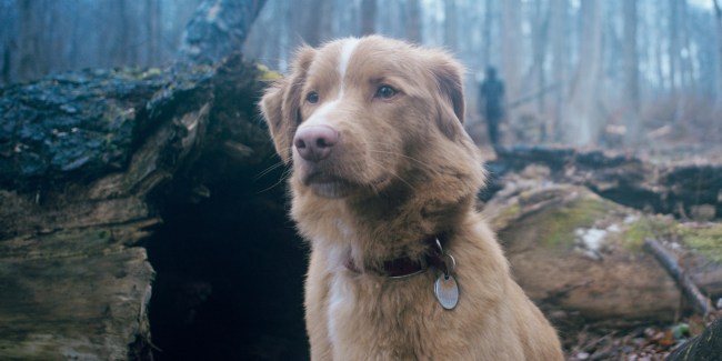 Ben Leonberg on 'Good Boy' and Indy the Dog's Set Life