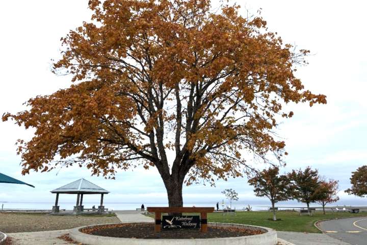 Parksville trees to receive specialized shot from parks crew