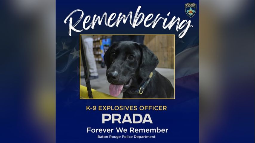 Retired BRPD bomb-sniffing K-9 passes away after 10