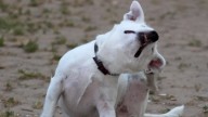 Cómo prevenir pulgas y garrapatas en perros y gatos en climas cálidos y húmedos
