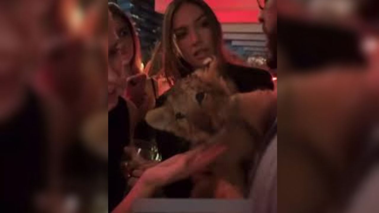 Exhiben a cachorro de león en fiesta privada en Ciudad de México
