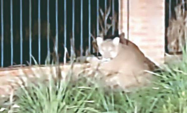 Policía y Fauna buscan a un puma que fue visto en la calle Capitán Murga y piden a vecinos no salir a correr de noche