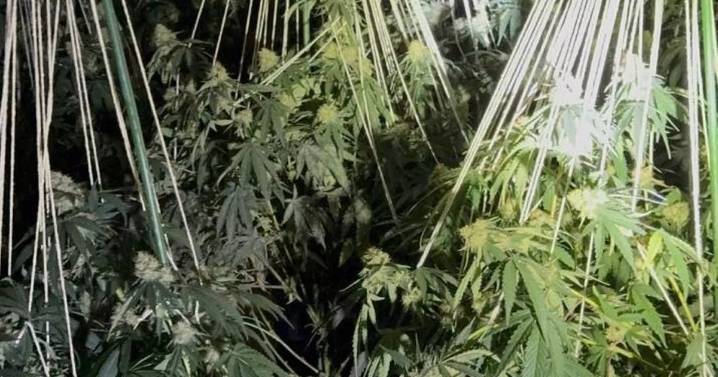 Police update on 'boobytrapped' cannabis factory found inside former Cambs Poundland