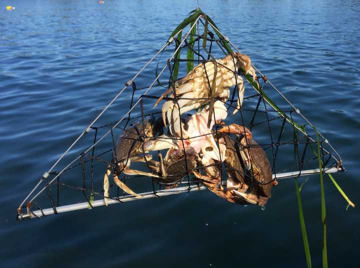 Oregon coast crabbing group to host second annual 'Crabbing Mania' event