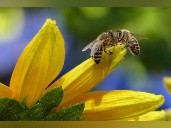 Air pollution makes it difficult for bees to find flowers: Study