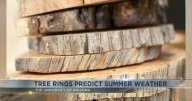 University of Arizona study links tree rings to climate extremes