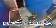 Newly renovated dog adoption wing now open at Tallahassee’s animal shelter