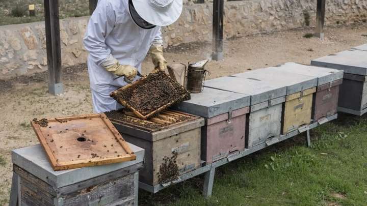 ¿Cuánto gana un apicultor? La cara no tan rica de los profesionales que cultivan la miel de las abejas